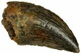 Serrated, Raptor Tooth - Real Dinosaur Tooth #296717-1